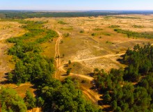 Вёшенский дуб-великан