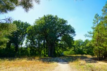 Вёшенский дуб-великан