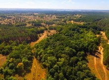 Вёшенский дуб-великан