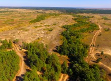 Вёшенский дуб-великан