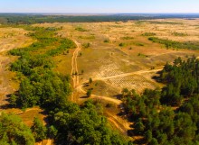 Вёшенский дуб-великан