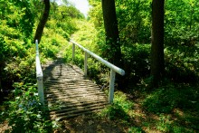 Вёшенский дуб-великан