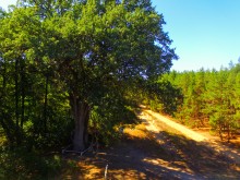 Вёшенский дуб-великан