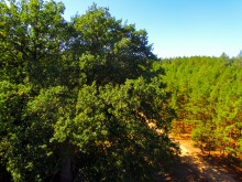 Вёшенский дуб-великан