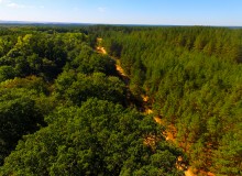 Вёшенский дуб-великан