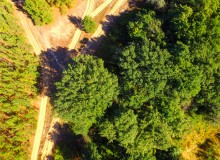 Вёшенский дуб-великан