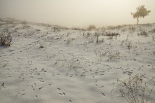 Туман и солнце 