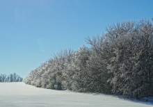 Обледеневшие деревья в лесополосе