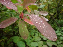 Роса на листьях скумпии