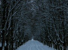 В зимнем лесу