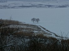 Два дерева на Тузлове