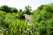 Хутора Донской и Узяк в дельте Дона