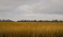 Хутора Донской и Узяк в дельте Дона