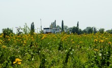 Хутора Донской и Узяк в дельте Дона