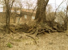 Акация на Темерницком городище