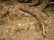 Акация на Темерницком городище