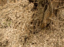 Акация на Темерницком городище