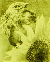 Зеленый остров