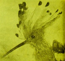 Зеленый остров