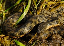 Путешествие по мокрому Еланчику от Васильево-Ханжоновки Через Греко-Тимофеевку до Латоново