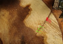 Старый тополь в парке им. Н.Островского