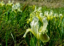 Цветы на реке Ясиновке