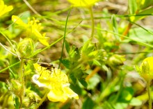 Цветы на реке Ясиновке