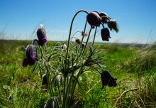 Цветы на реке Ясиновке