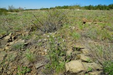 Цветы на реке Ясиновке