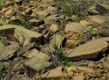 Цветы на реке Ясиновке