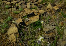 Цветы на реке Ясиновке