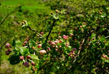 Цветы на реке Ясиновке