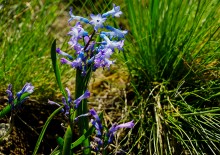 Цветы на реке Ясиновке