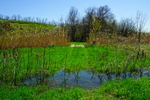 Цветы на реке Ясиновке