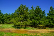 Цветы на реке Ясиновке