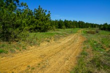 Цветы на реке Ясиновке