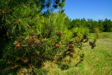 Цветы на реке Ясиновке