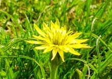 Цветы на реке Ясиновке