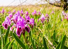 Цветы на реке Ясиновке