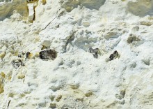 Меловые горы на реке Ясиновке