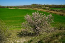 Меловые горы на реке Ясиновке
