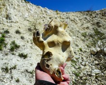 Меловые горы на реке Ясиновке