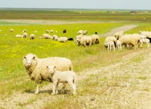 Путешествие по берегам озера Маныч-Гудило