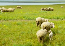 Путешествие по берегам озера Маныч-Гудило