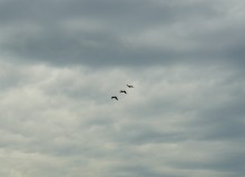 Весна на Беглицкой косе