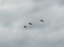 Весна на Беглицкой косе