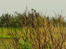 Весна на Беглицкой косе