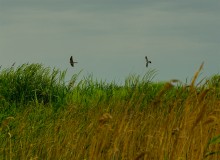Весна на Беглицкой косе