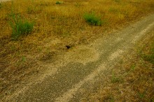 Весна на Беглицкой косе