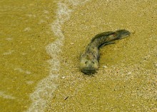 Весна на Беглицкой косе